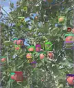 RIWO_oplossing_sorteersystemen_Agri_Vision